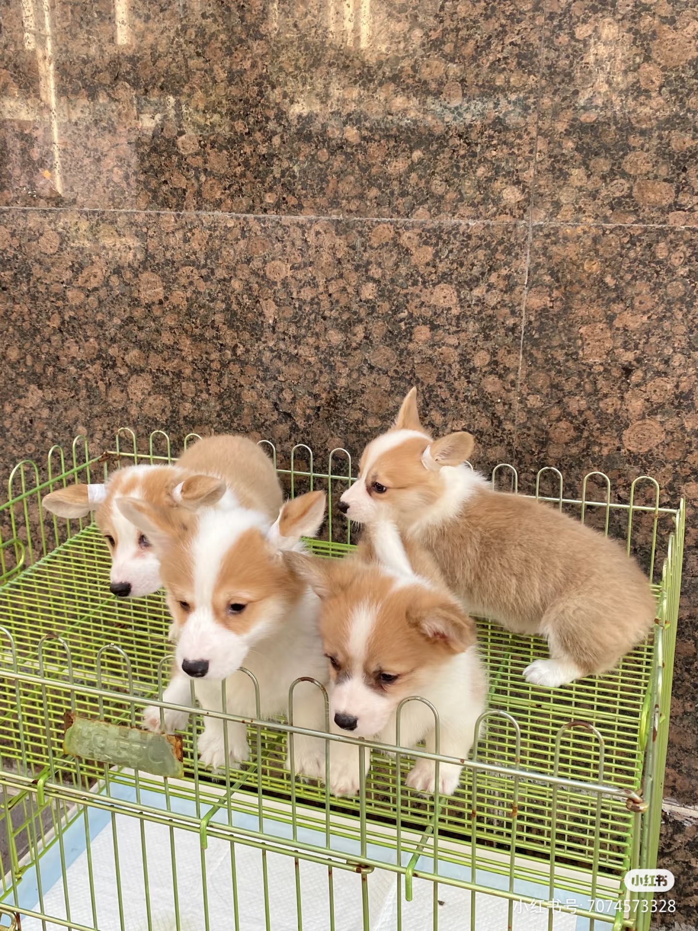 柯基幼犬